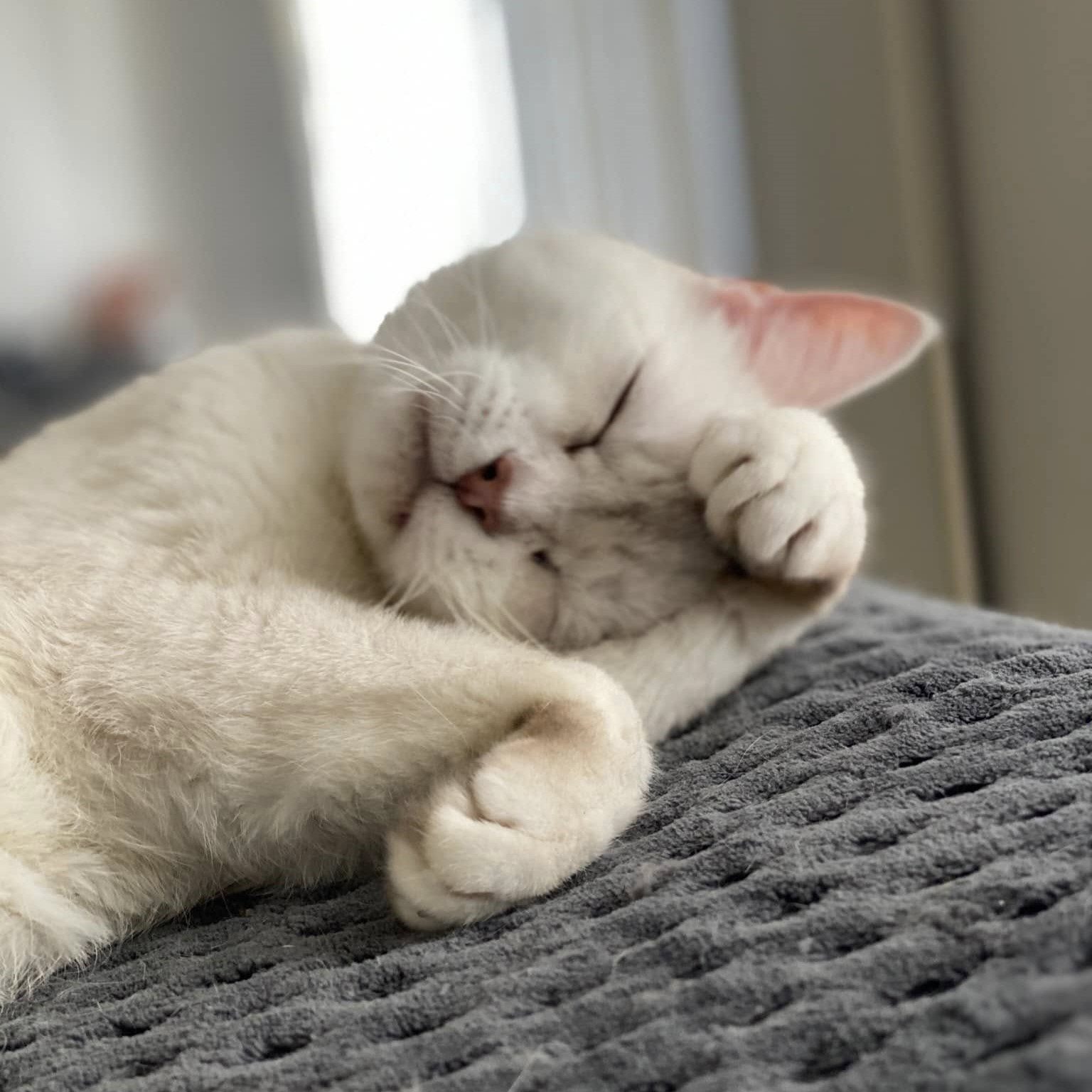 Zoya